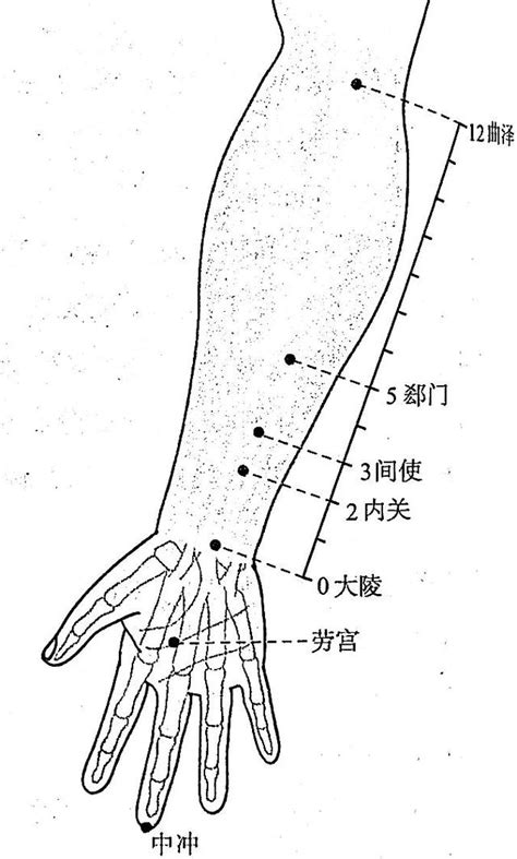 關內穴|內關(內關穴):功能作用,治法,定位,解剖,主治,操作,臨床運用,配伍,。